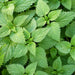 Vibrant green stinging nettle leaves, Urtica dioica, with serrated edges. Wild edible and medicinal plant.