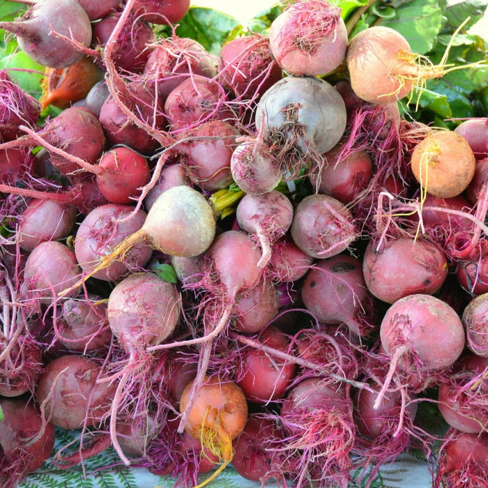 Pile of freshly harvested red, purple, and golden beets with roots and some green leaves.