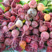 Pile of freshly harvested red, purple, and golden beets with roots and some green leaves.