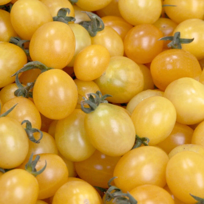 Pile of golden yellow cherry tomatoes, fresh and ripe with green stems.