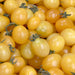 Pile of golden yellow cherry tomatoes, fresh and ripe with green stems.