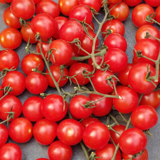 Vibrant red cherry tomatoes on the vine, fresh and ripe. Healthy produce for cooking and snacking.