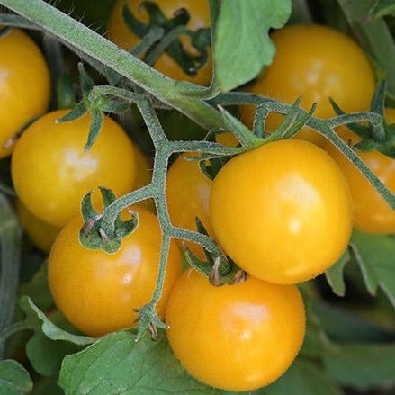 Vibrant yellow cherry tomatoes ripen on a green vine. Fresh garden produce, sweet and juicy for salads or snacking.