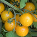 Vibrant yellow cherry tomatoes ripen on a green vine. Fresh garden produce, sweet and juicy for salads or snacking.