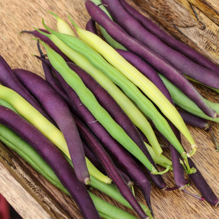 Fresh purple, yellow, and green string beans on a rustic wooden background. Healthy garden vegetables.