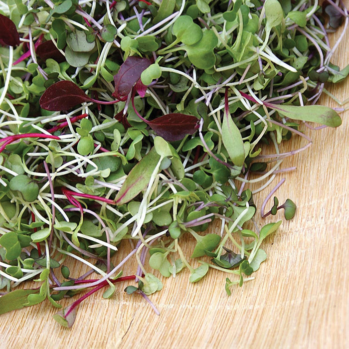 Colorful mixed microgreens on wood, featuring green, red, and purple leaves. Fresh, nutrient-rich sprouts for salads.