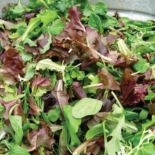 Vibrant mixed salad greens: fresh green and red lettuce, spinach, arugula. Healthy, organic leafy vegetables for a crisp salad.