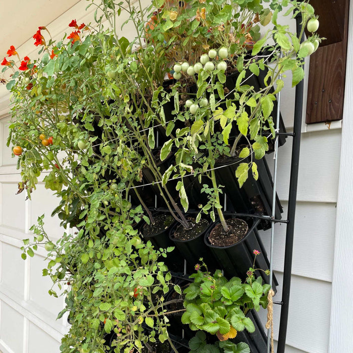 Thriving vertical garden with ripening tomatoes, orange nasturtiums, and strawberries in black wall planters.