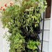 Thriving vertical garden with ripening tomatoes, orange nasturtiums, and strawberries in black wall planters.
