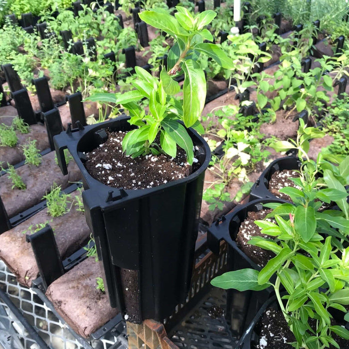 Greenhouse nursery with rows of young plants in black pots and grow bags on grates. Healthy seedlings for gardening & propagation.