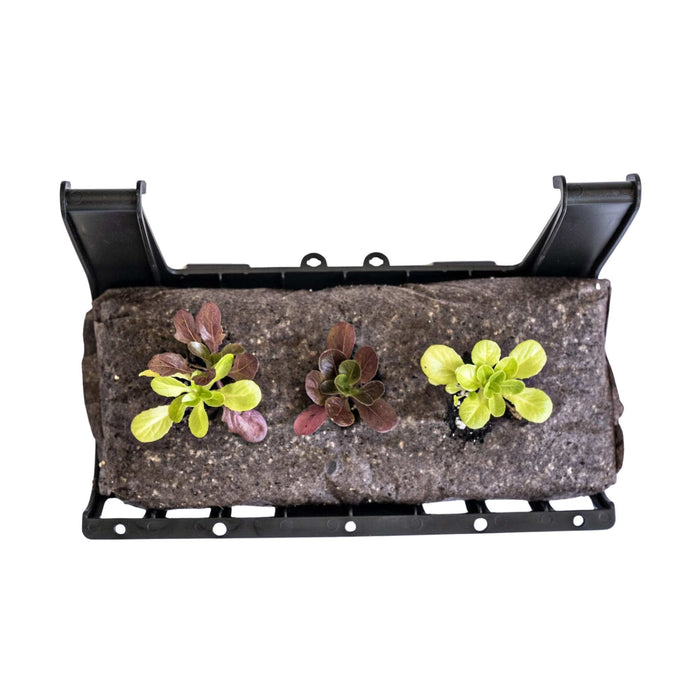 Three young green & red lettuce seedlings in a black modular hanging planter with grey grow medium.
