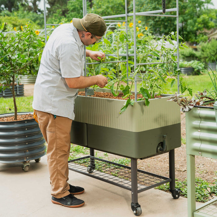 Man tending tomato plants in a mobile green self-watering raised garden bed with integrated trellis. Backyard gardening.
