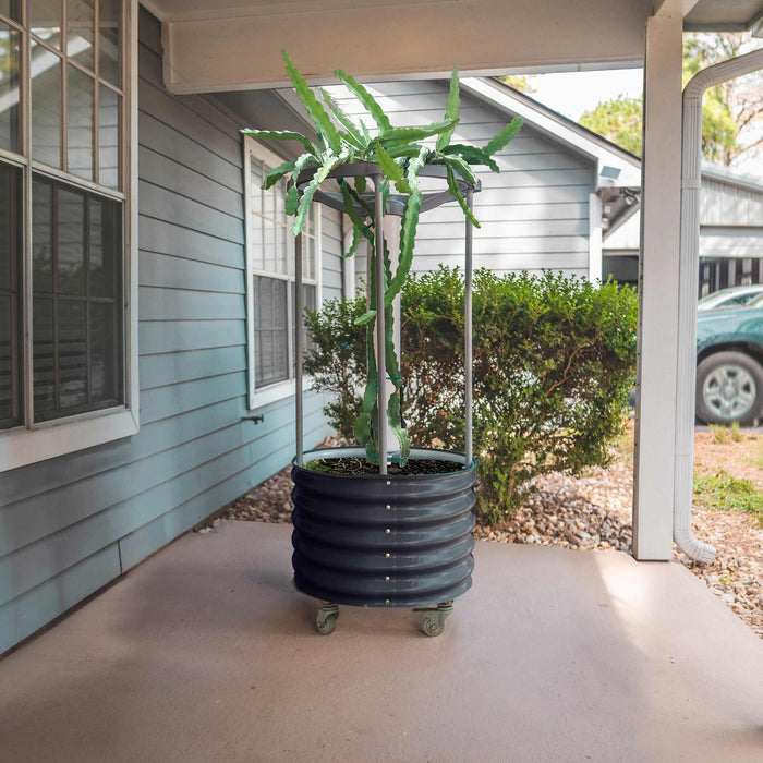 Dragon fruit plant in dark gray corrugated metal planter with wheels and trellis on a concrete patio.