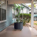 Dragon fruit plant in dark gray corrugated metal planter with wheels and trellis on a concrete patio.