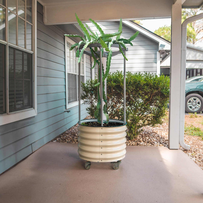 Dragon fruit plant in mobile cream corrugated metal planter with trellis on a residential patio.