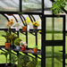 Vego Garden greenhouse with black frame, fluted panels, and shelves displaying potted plants, colorful flowers, and gardening tools.