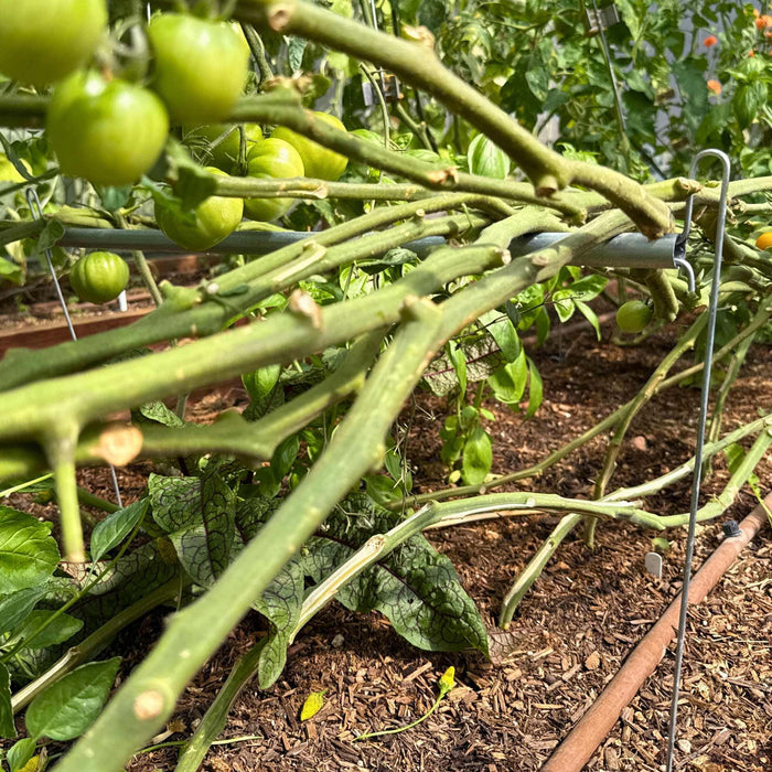 Unripe green tomatoes on healthy plants, supported by vines in a mulched greenhouse garden with drip irrigation.