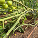 Unripe green tomatoes on healthy plants, supported by vines in a mulched greenhouse garden with drip irrigation.