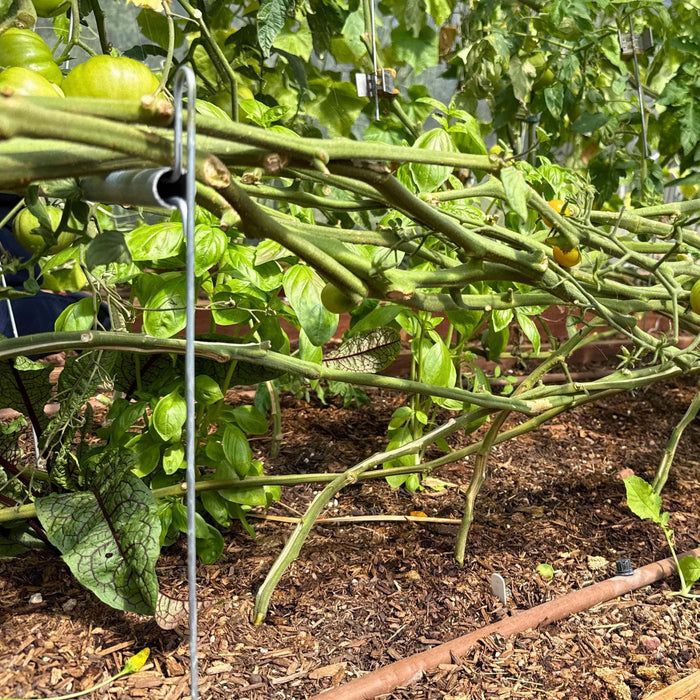 Thriving greenhouse garden with green and yellow tomatoes, fresh basil, sorrel, mulched soil, and drip irrigation.