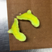 Two halves of fresh turmeric rhizome with vibrant yellow-green flesh, on a brown paper surface.
