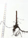 Bare-root tree sapling, extensive root system with soil, measured by tape (approx. 50-65 inches). Nursery plant.
