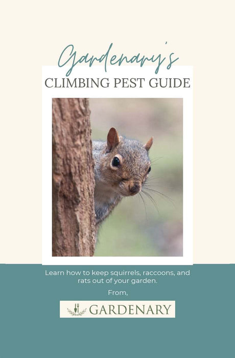Curious grey squirrel peeking from tree. Gardenary climbing pest guide for squirrels, raccoons, rats.