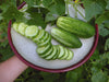 Garden fresh cucumbers: whole and sliced on a white plate, held by a hand, amidst green cucumber plant leaves.