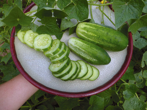 Garden fresh cucumbers: whole and sliced on a white plate, held by a hand, amidst green cucumber plant leaves.