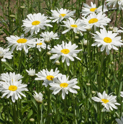 Vibrant field of white daisies, bright yellow centers, and green stems. Cheerful summer flowers blooming.