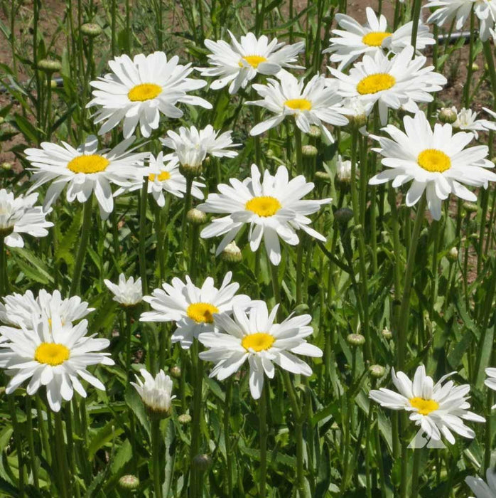 Vibrant field of white daisies, bright yellow centers, and green stems. Cheerful summer flowers blooming.