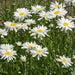 Vibrant field of white daisies, bright yellow centers, and green stems. Cheerful summer flowers blooming.