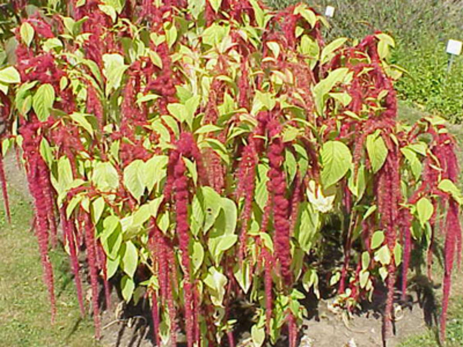 Vibrant red Amaranthus caudatus flowers, also known as love-lies-bleeding, with bright green leaves.