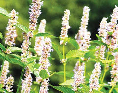 Agastache hyssop plant with white-purple flower spikes and green leaves. Herbal garden, anise hyssop.