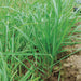 Vibrant green young grass and healthy crops emerging from nutrient-rich soil.