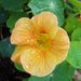 Vibrant orange nasturtium flower with morning dew drops, green leaves. Edible garden bloom.