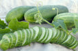 Fresh organic cucumbers, whole and sliced, with green leaves and tendrils. Healthy garden produce.