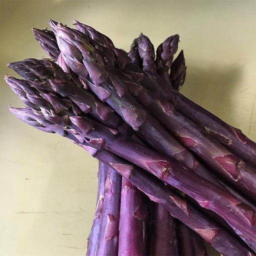 Fresh bunch of vibrant purple asparagus spears. Healthy vegetable produce.