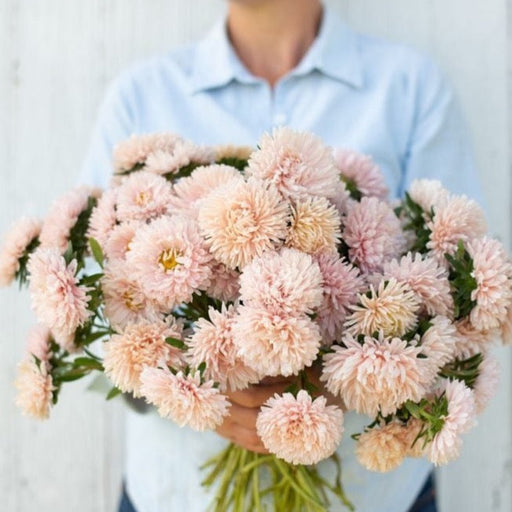 Man holds large bouquet of lush pink and peach asters. Fresh cut flowers, beautiful floral arrangement.