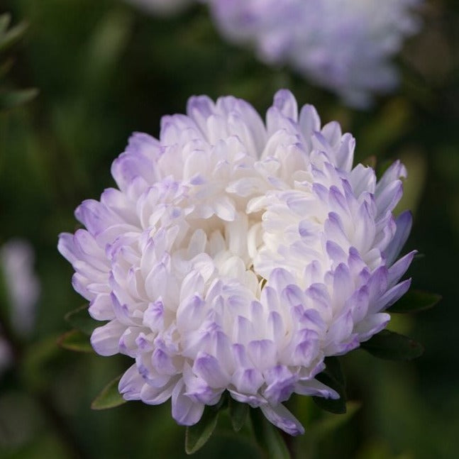 White aster flower with lavender-tipped petals. Close-up garden bloom.