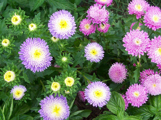 Vibrant purple and pink China Asters with yellow centers blooming in a lush green garden.