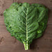 Fresh, vibrant green collard greens bunch, tied, with water droplets on a dark wooden surface. Healthy leafy vegetable.