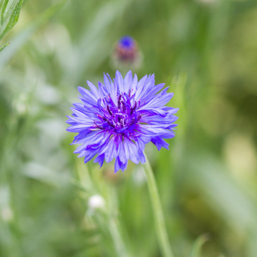 Deep purple-blue cornflower blossom (Centaurea cyanus) with a vibrant center, nestled in soft green garden foliage.