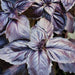 Vibrant purple basil leaves close-up. Fresh garden herb, ideal for cooking and garnish.