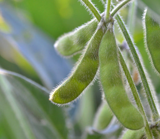 Green, fuzzy soybean pods (edamame) on a stem, indicating a healthy crop ready for harvest.