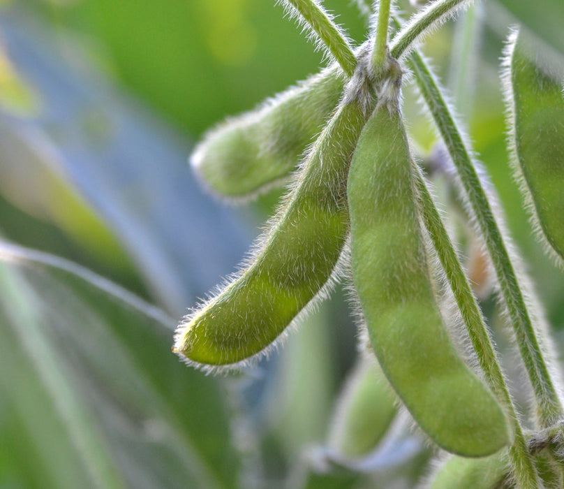 Green, fuzzy soybean pods (edamame) on a stem, indicating a healthy crop ready for harvest.