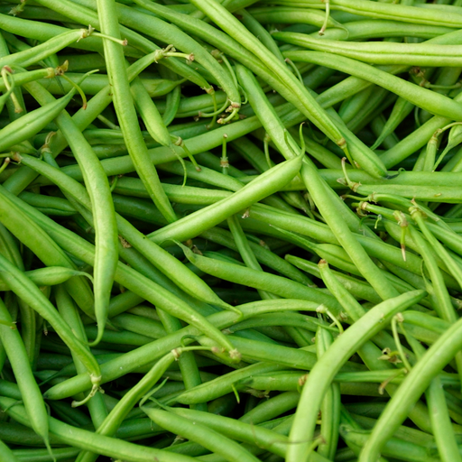 Fresh green beans, vibrant healthy organic vegetables, raw produce for cooking.