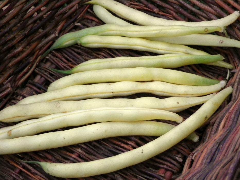 Harvested pale yellow wax beans in a dark brown woven basket.