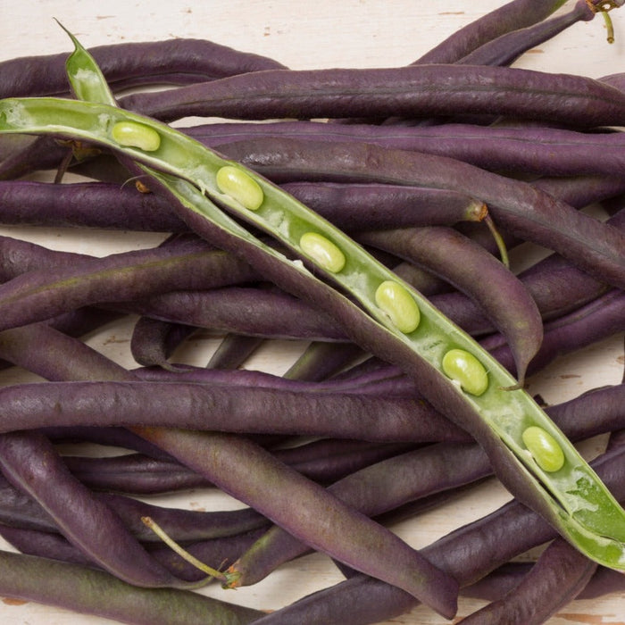Purple bean pods, one split open showing bright green beans. Fresh organic garden vegetables.