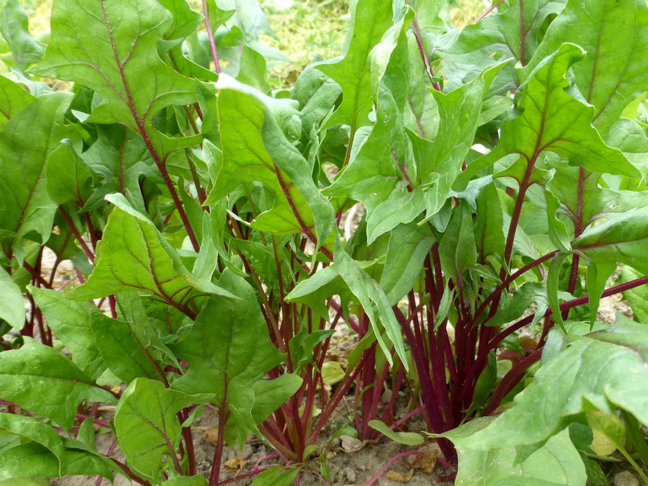 Vibrant red spinach plants growing in a garden, with green leaves and deep red stems.