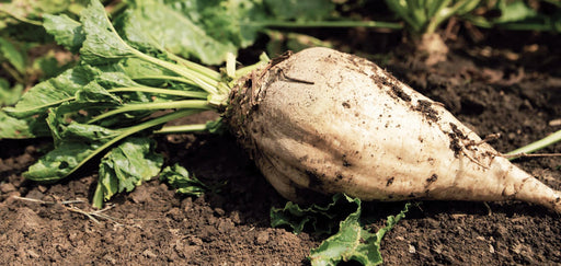 White sugar beet with green leaves resting on dark, fertile soil. Fresh farm harvest, agricultural crop.